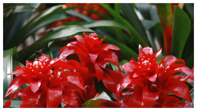 颜值高、品味雅、寓意好的“凤梨花”,十分适合居家盆栽养护!