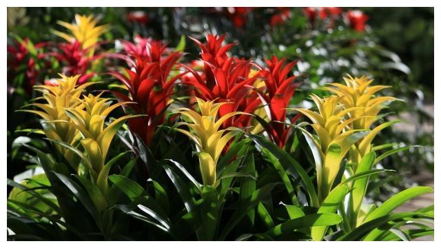 颜值高、品味雅、寓意好的“凤梨花”,十分适合居家盆栽养护!