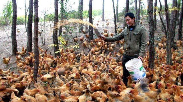 鸡肉非常的好吃，现在也有很好的市场，大家可以学习养殖