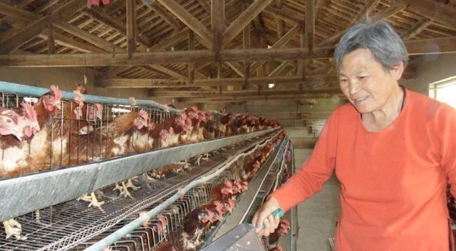 鸡肉非常的好吃，现在也有很好的市场，大家可以学习养殖