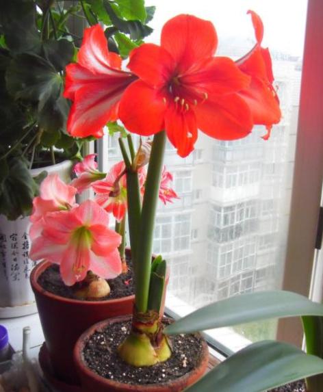 朱顶红开花后养护，这4点做到位，鳞茎球长得好，来年花更旺