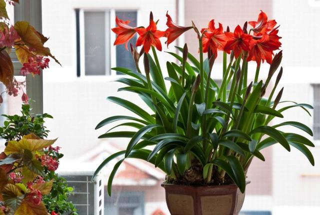 朱顶红开花后养护，这4点做到位，鳞茎球长得好，来年花更旺