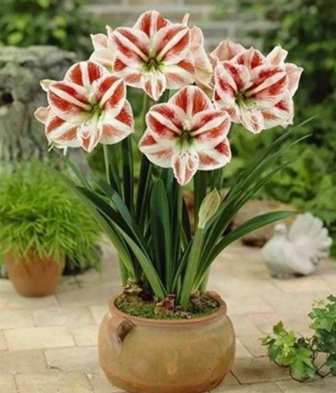 朱顶红开花后养护，这4点做到位，鳞茎球长得好，来年花更旺