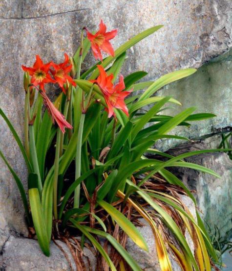 朱顶红开花后养护，这4点做到位，鳞茎球长得好，来年花更旺