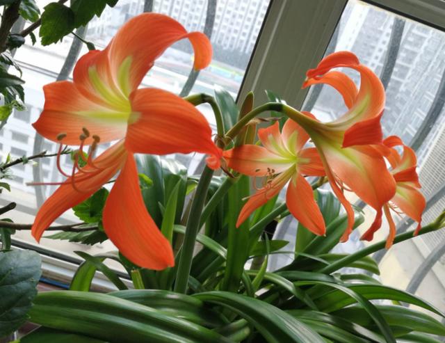 朱顶红开花后养护，这4点做到位，鳞茎球长得好，来年花更旺