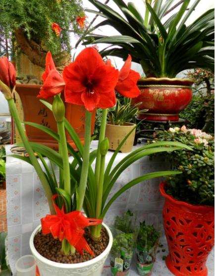 朱顶红开花后养护，这4点做到位，鳞茎球长得好，来年花更旺