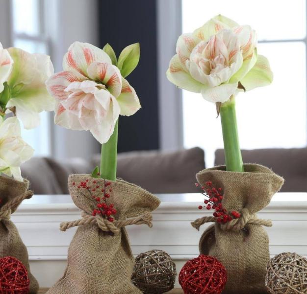 朱顶红开花后养护，这4点做到位，鳞茎球长得好，来年花更旺