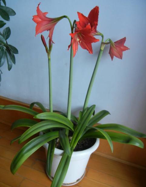 朱顶红开花后养护，这4点做到位，鳞茎球长得好，来年花更旺