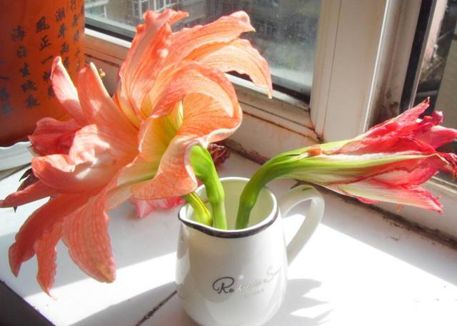 朱顶红开花后养护，这4点做到位，鳞茎球长得好，来年花更旺