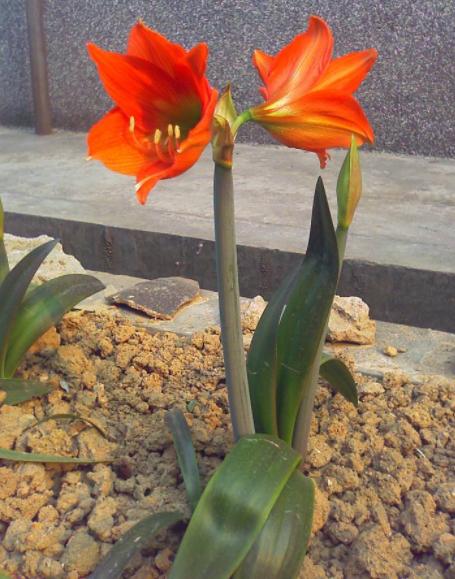 朱顶红开花后养护，这4点做到位，鳞茎球长得好，来年花更旺