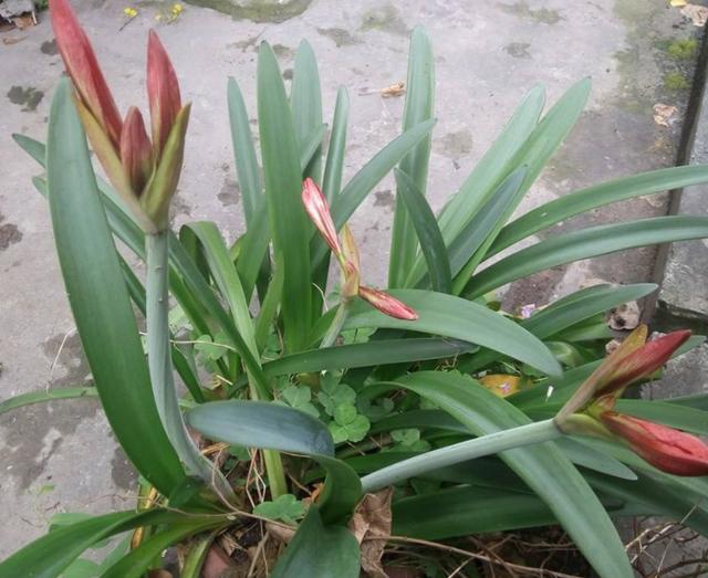 朱顶红开花后养护，这4点做到位，鳞茎球长得好，来年花更旺