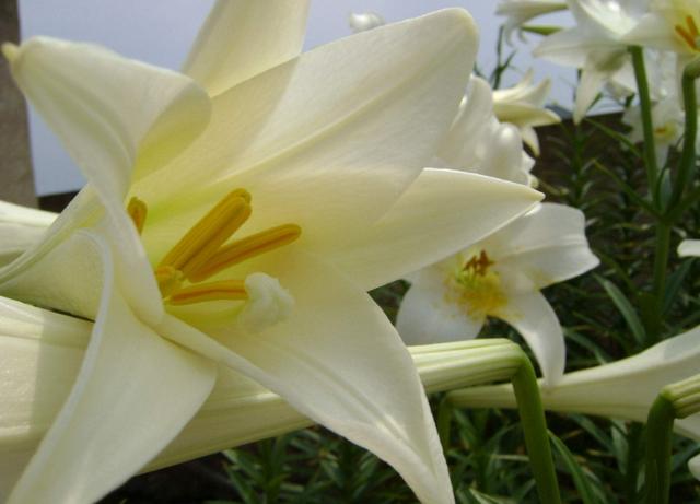 百合出芽之后怎么养护你知道吗?养护注意几个技巧,夏天就能爆盆