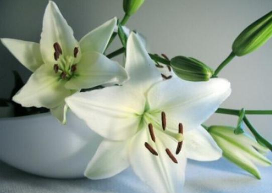 百合出芽之后怎么养护你知道吗?养护注意几个技巧,夏天就能爆盆