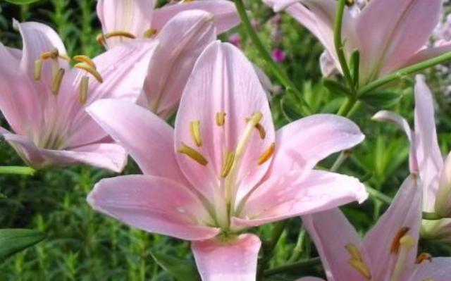 百合出芽之后怎么养护你知道吗?养护注意几个技巧,夏天就能爆盆