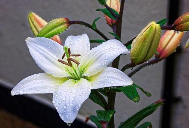 百合出芽之后怎么养护你知道吗?养护注意几个技巧,夏天就能爆盆