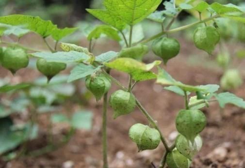 草上结了“灯笼”,有人摘下当水果,农村老人:真不是这么用的