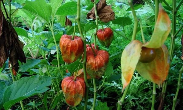 草上结了“灯笼”,有人摘下当水果,农村老人:真不是这么用的