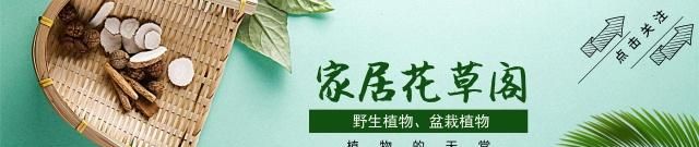 草上结了“灯笼”,有人摘下当水果,农村老人:真不是这么用的