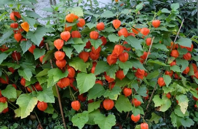 草上结了“灯笼”,有人摘下当水果,农村老人:真不是这么用的