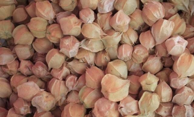 草上结了“灯笼”,有人摘下当水果,农村老人:真不是这么用的