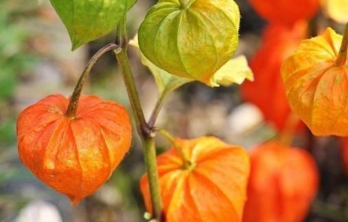 草上结了“灯笼”,有人摘下当水果,农村老人:真不是这么用的