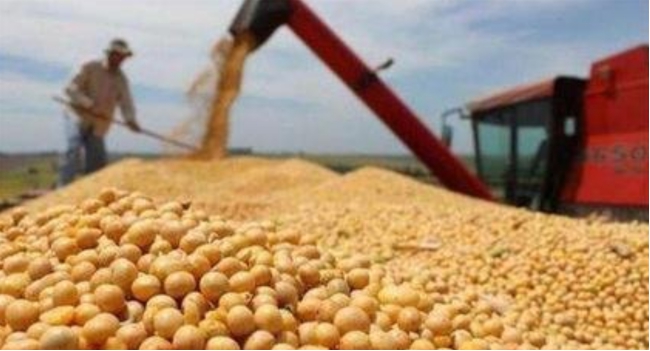 “飞马蜂号”大豆引发猜想，美国没了中国订单，大豆销量却增加？