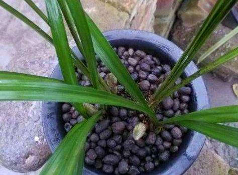 给花浇水时，加点“它”，比大豆水、淘米水厉害多了，养啥旺啥！
