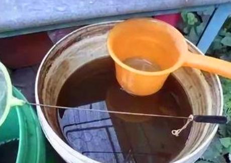 给花浇水时，加点“它”，比大豆水、淘米水厉害多了，养啥旺啥！