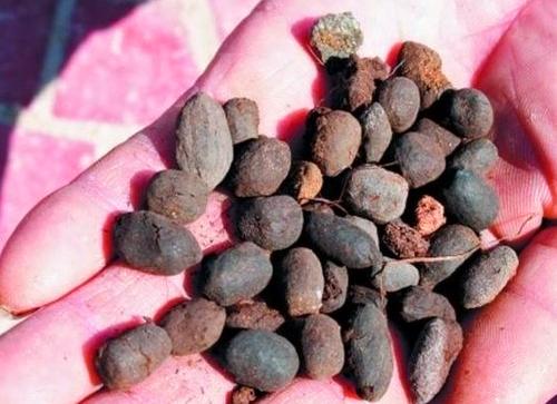 给花浇水时，加点“它”，比大豆水、淘米水厉害多了，养啥旺啥！