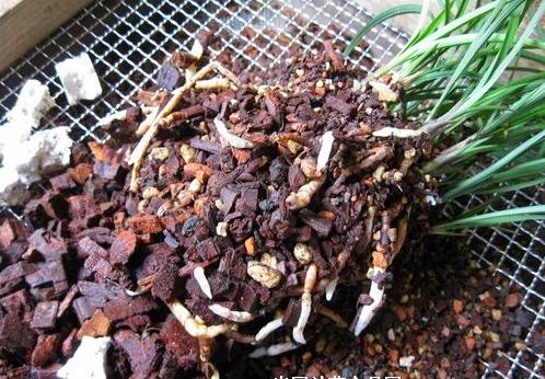 给花浇水时，加点“它”，比大豆水、淘米水厉害多了，养啥旺啥！