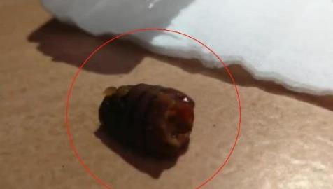 网购卫龙辣条火锅，没成想吃出虫子，客服回复亮了：这是香料而已