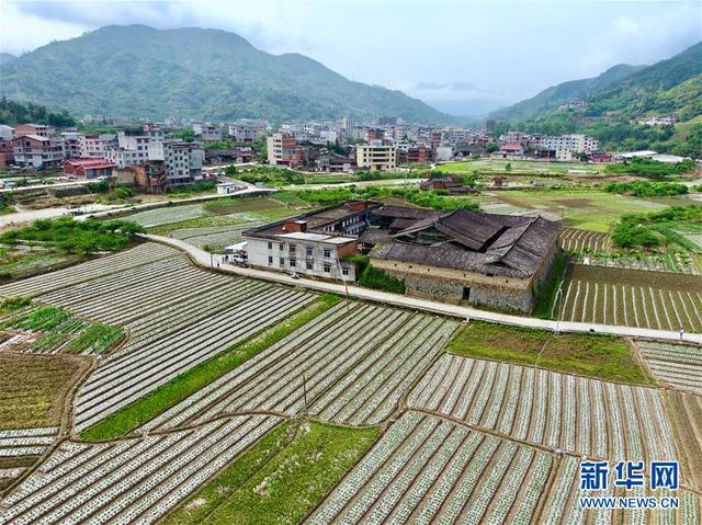 福建永泰：花生种植助农增收