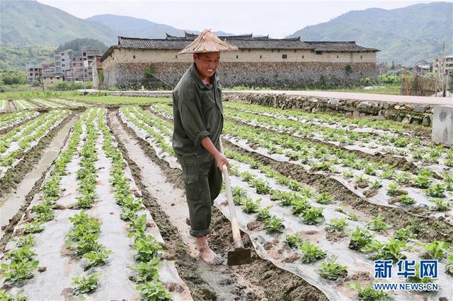 福建永泰：花生种植助农增收