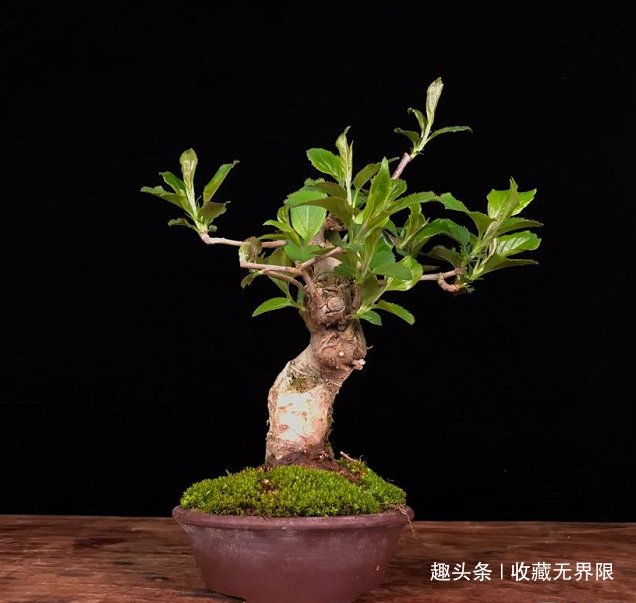 春季盆景欣赏，劲枝嫩叶，春色盎然郁郁葱葱，一派生机的蓬勃景象