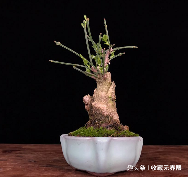 春季盆景欣赏，劲枝嫩叶，春色盎然郁郁葱葱，一派生机的蓬勃景象