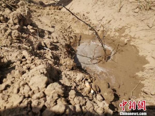 互联网助力环保公益 6万余株沙棘树落地鄂尔多斯沙地
