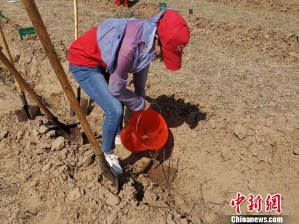 互联网助力环保公益 6万余株沙棘树落地鄂尔多斯沙地