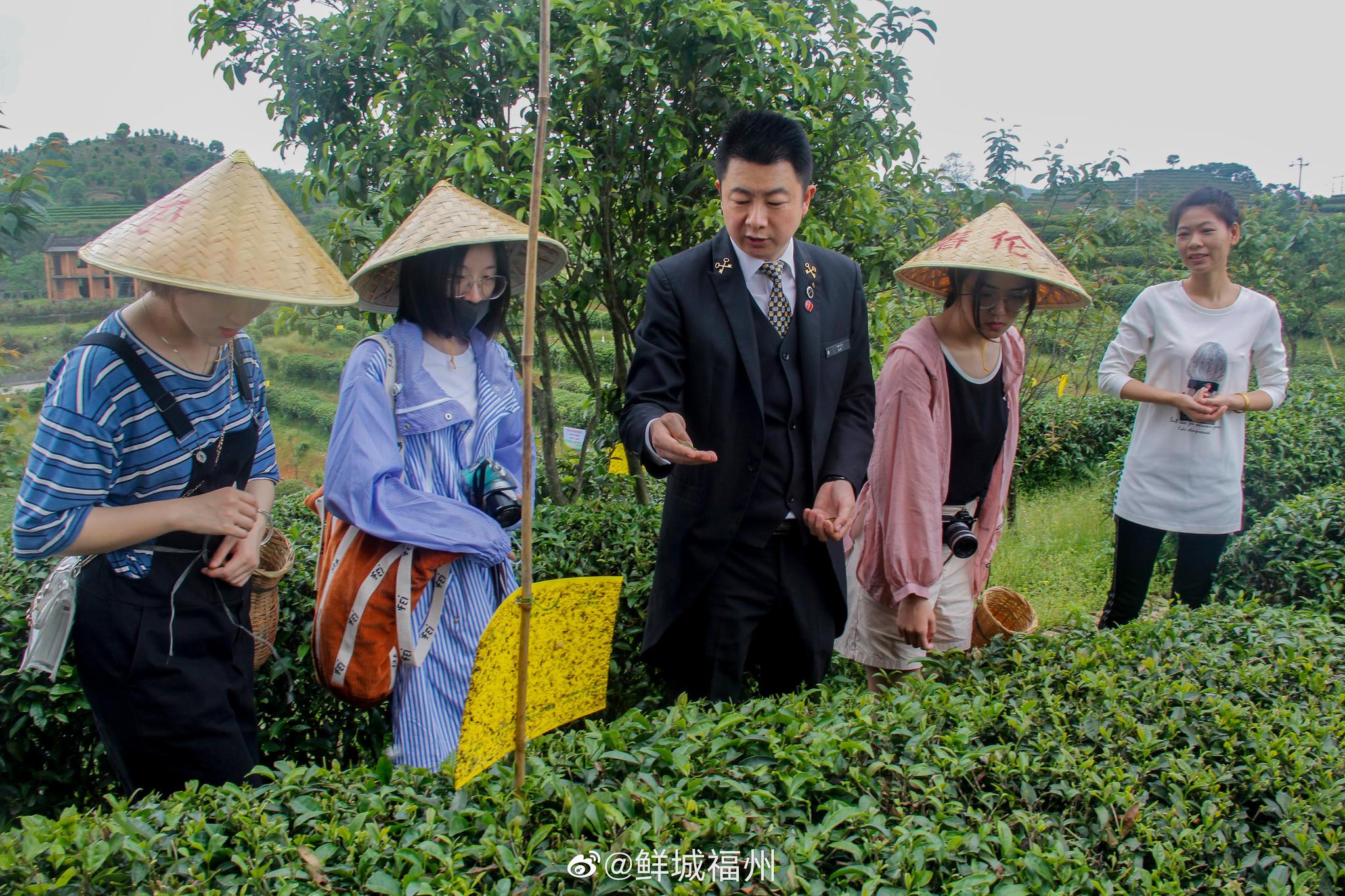 探索福州特色茉莉花生态茶园，深入了解茉莉花的采摘制作的过程