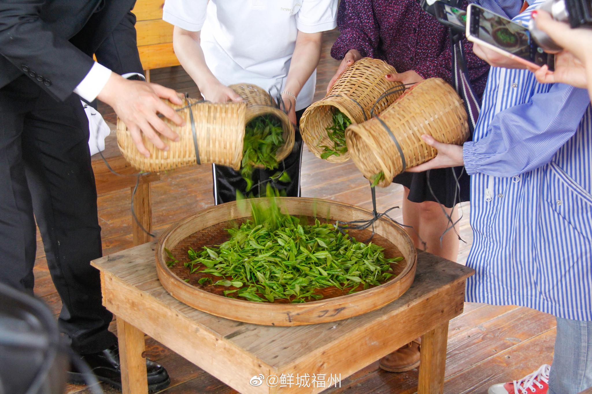 探索福州特色茉莉花生态茶园，深入了解茉莉花的采摘制作的过程