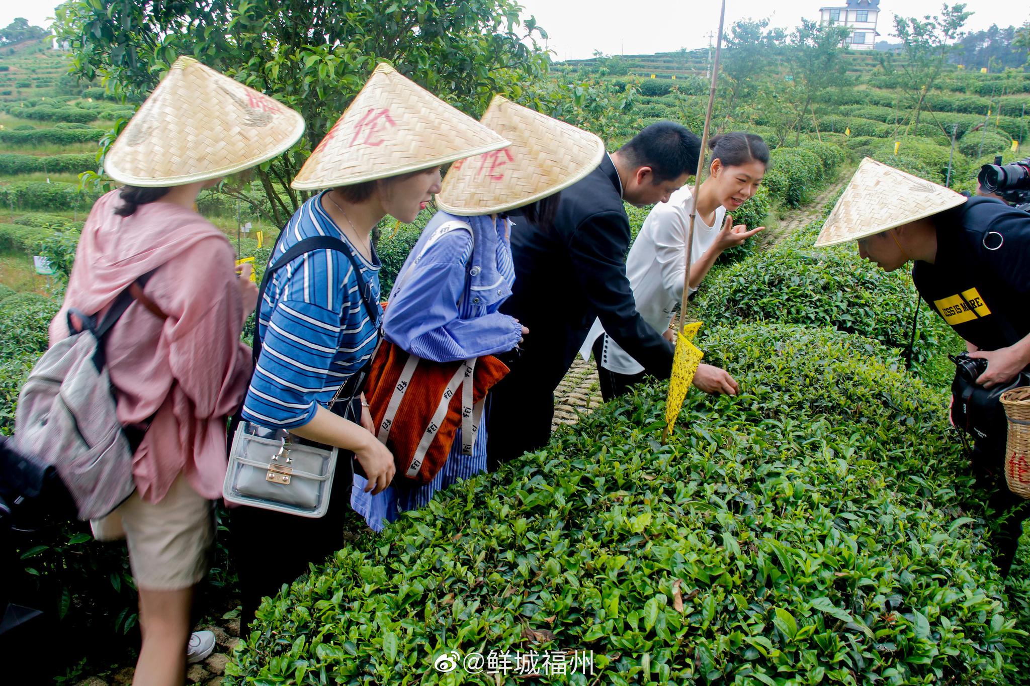 探索福州特色茉莉花生态茶园，深入了解茉莉花的采摘制作的过程
