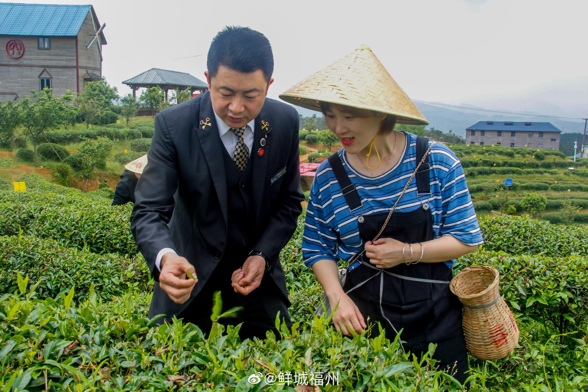 探索福州特色茉莉花生态茶园，深入了解茉莉花的采摘制作的过程