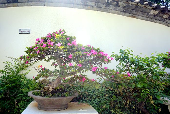 黑龙潭夏鹃盛开，盆景园打卡就等你啦！