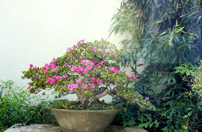 黑龙潭夏鹃盛开，盆景园打卡就等你啦！