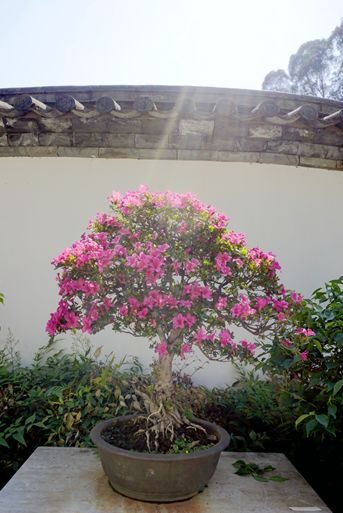 黑龙潭夏鹃盛开，盆景园打卡就等你啦！