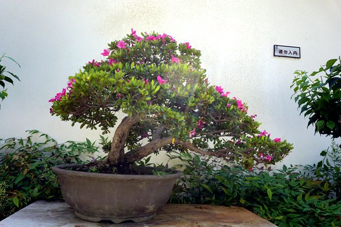 周末去哪嗨？黑龙潭夏鹃盛开，盆景园打卡就等你啦！
