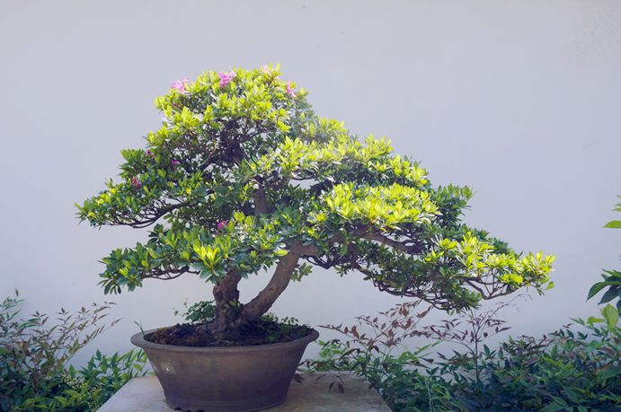 周末去哪嗨？黑龙潭夏鹃盛开，盆景园打卡就等你啦！