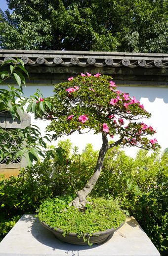 周末去哪嗨？黑龙潭夏鹃盛开，盆景园打卡就等你啦！