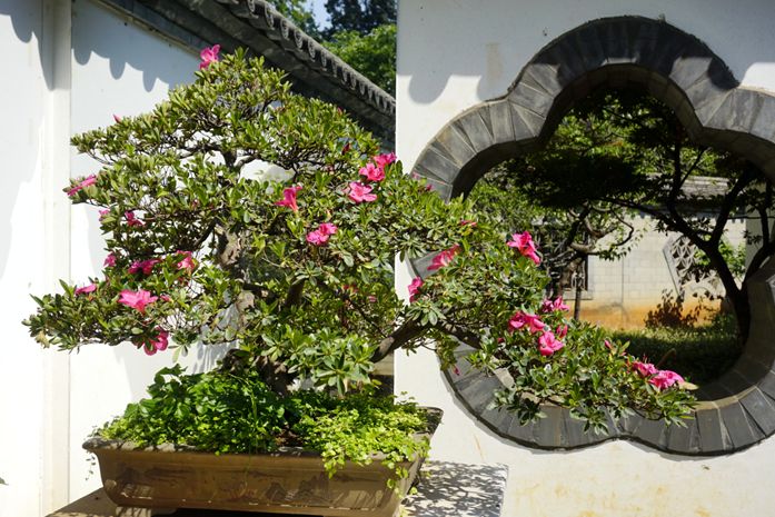 周末去哪嗨？黑龙潭夏鹃盛开，盆景园打卡就等你啦！
