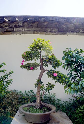 周末去哪嗨？黑龙潭夏鹃盛开，盆景园打卡就等你啦！