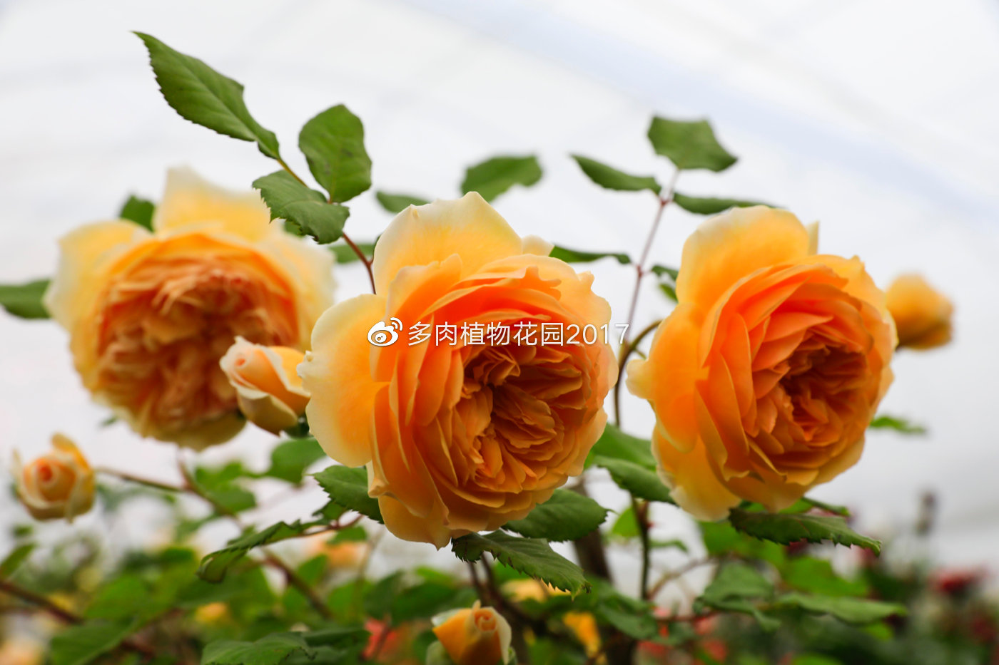 叶子绿油油却突然蔫了,春季花友养护月季经常犯的错误